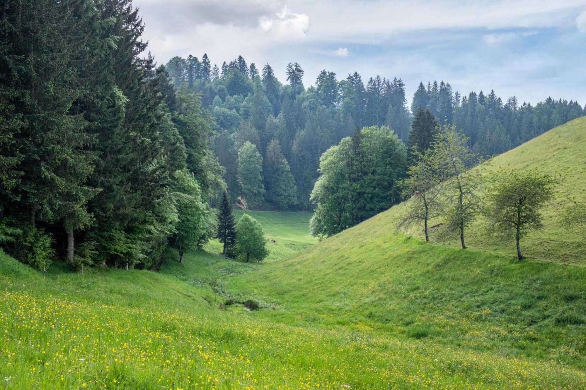 Schreinerhaeusle Naehe Titisee Himmelreich Esterno foto